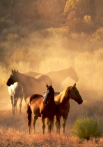 Poster (S807) friedliche Pferde