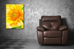 XL Poster 70 x 50cm (F-241) wunderschne blhende Sonnenblume