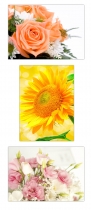 3 Stck XL Poster 70 x 50cm verschiedene Blumen wie Sonnenblumen und Rosen (F239/240/241)