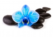 A6 Postkarte blaue Orchidee auf Steine