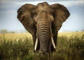 A6 Postkarte afrikanischer Elefant