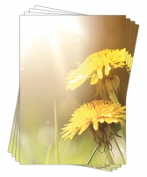 Motivpapier Briefpapier (Lwenzahn-5174, DIN A4, 100 Blatt) wunderschne gelbe Butterblumen