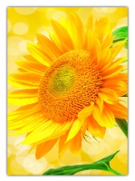 XL Poster 70 x 50cm (F-241) wunderschöne blühende Sonnenblume