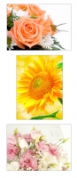 3 Stück XL Poster 70 x 50cm verschiedene Blumen wie Sonnenblumen und Rosen (F239/240/241)